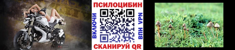 Псилоцибиновые грибы Cubensis  Пущино 
