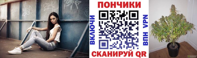 Бошки марихуана THC 21%  кракен ссылки  Пущино 
